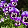 ¿Cuáles son las flores del invierno?