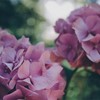¿Qué flores ponen el color este otoño?