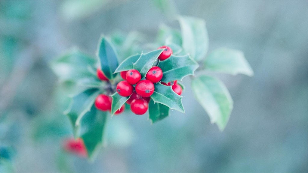 5 flores típicas para decorar y regalar en Navidad