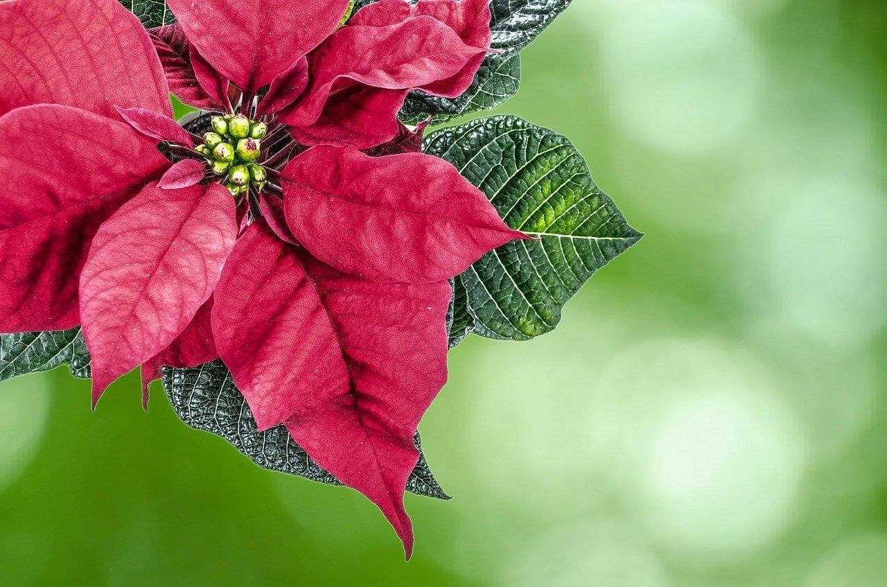 5 flores típicas para decorar y regalar en Navidad - Imagen 2