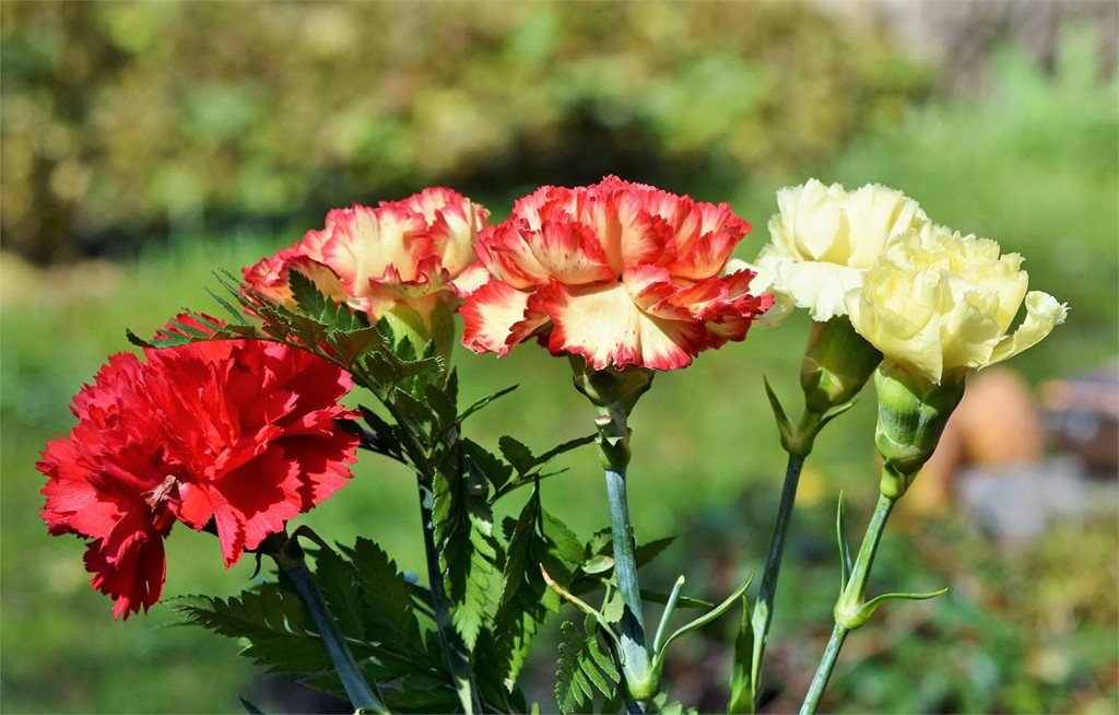 Claveles, rosas y lilumns... tus flores para este otoño