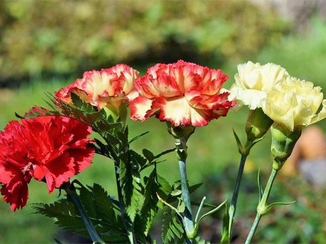 Claveles, rosas y lilumns... tus flores para este otoño