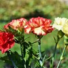 Claveles, rosas y lilumns... tus flores para este otoño