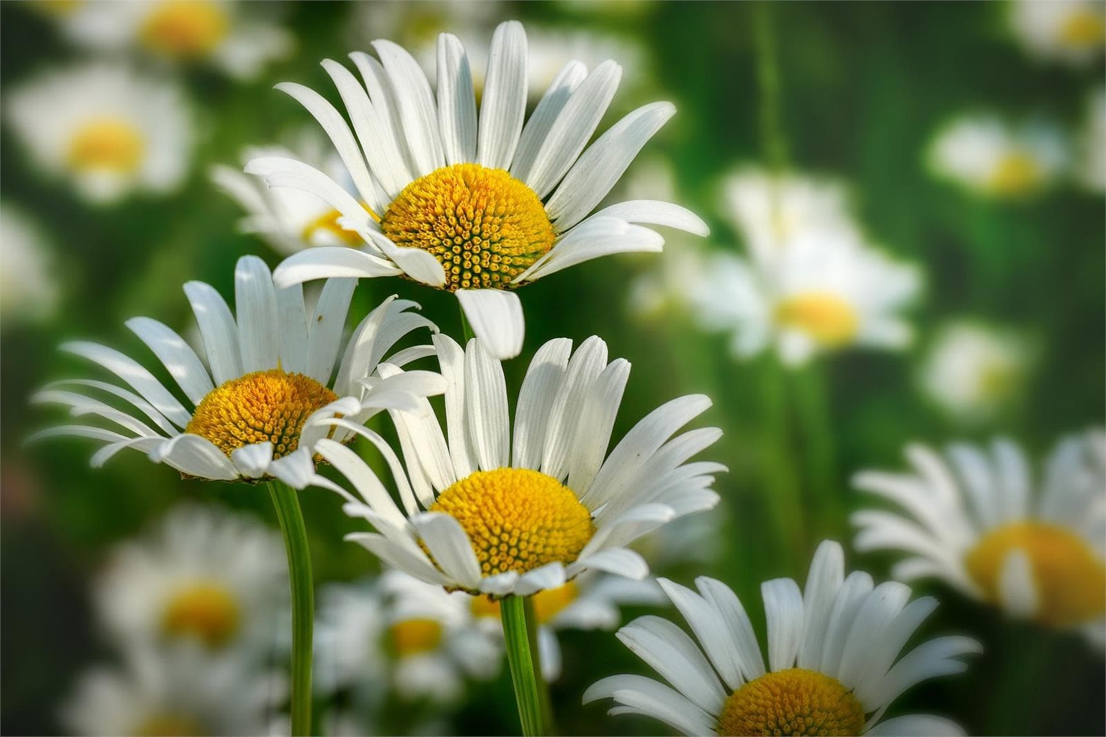 Código descuento del 10% en ramos de flores, centros y plantas - Imagen 1