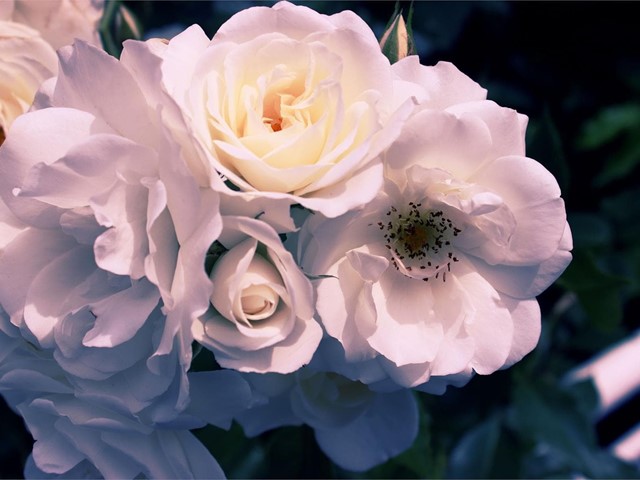 Código descuento del 10% en ramos de flores, centros y plantas