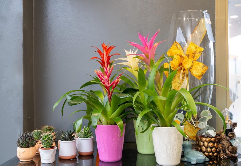 ¿Cómo cuidar las plantas de interior correctamente?