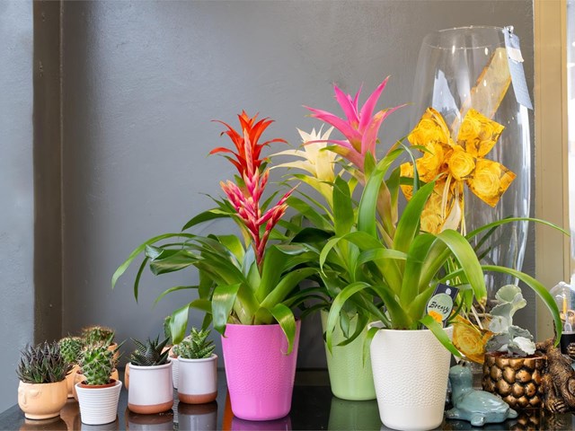 ¿Cómo cuidar las plantas de interior correctamente?