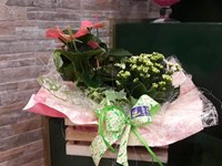 ¿Cómo cuidar las plantas durante las vacaciones de verano?