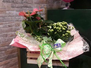 ¿Cómo cuidar las plantas durante las vacaciones de verano?