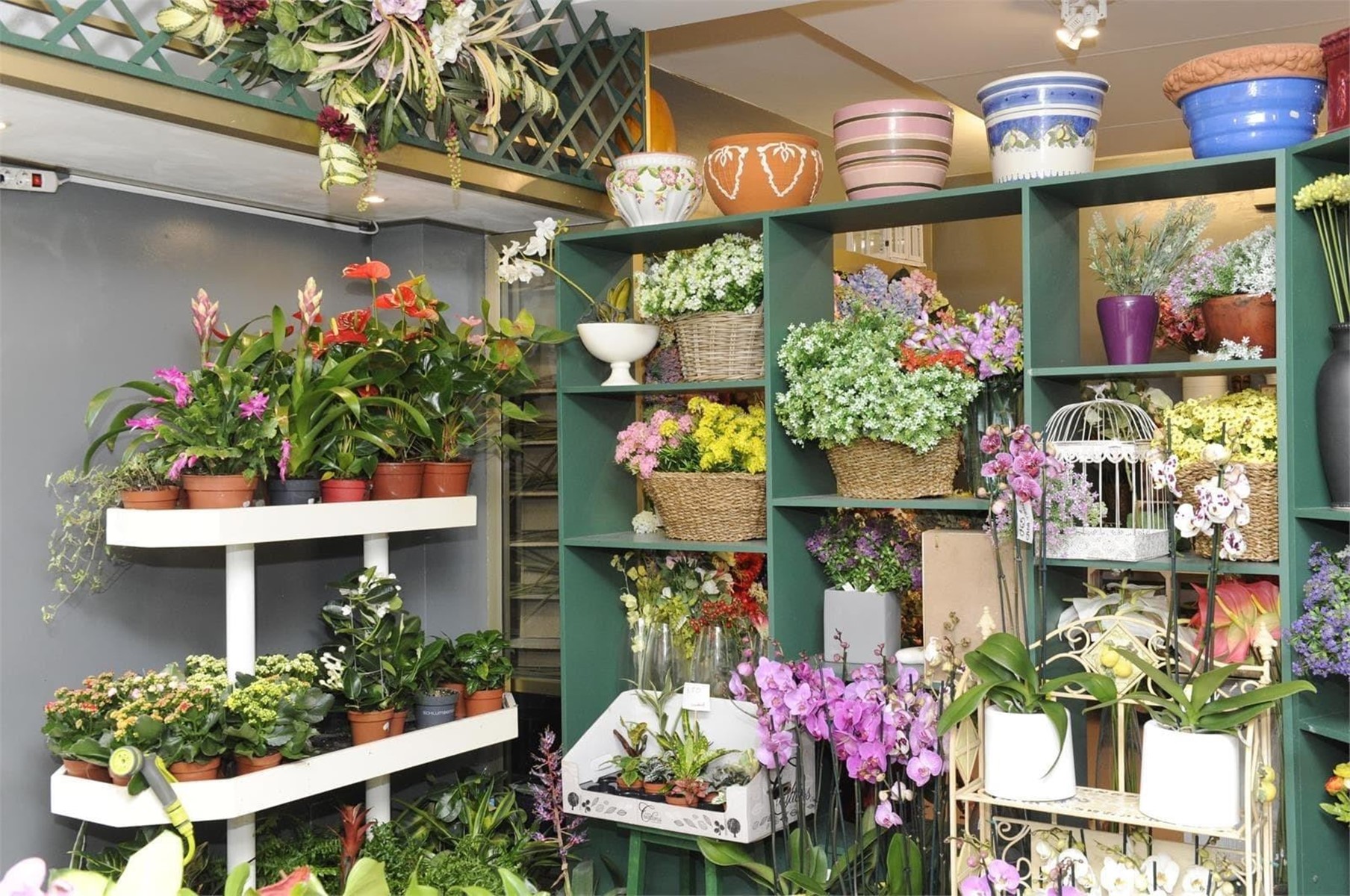 Cómo cuidar sus flores y plantas en verano: trucos y pr