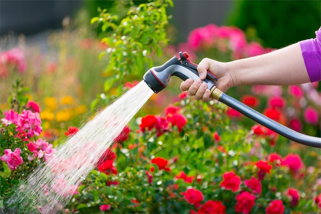 ¿Cómo cuidar tus flores durante el calor? 