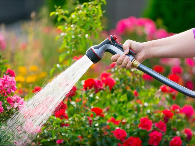 ¿Cómo cuidar tus flores durante el calor? 