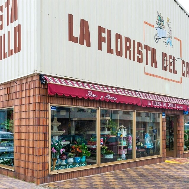 ¿Cómo cuidar un cactus?