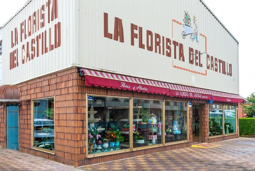 ¿Cómo cuidar un cactus?
