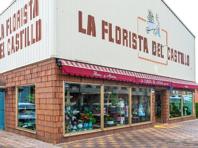 ¿Cómo cuidar un cactus?
