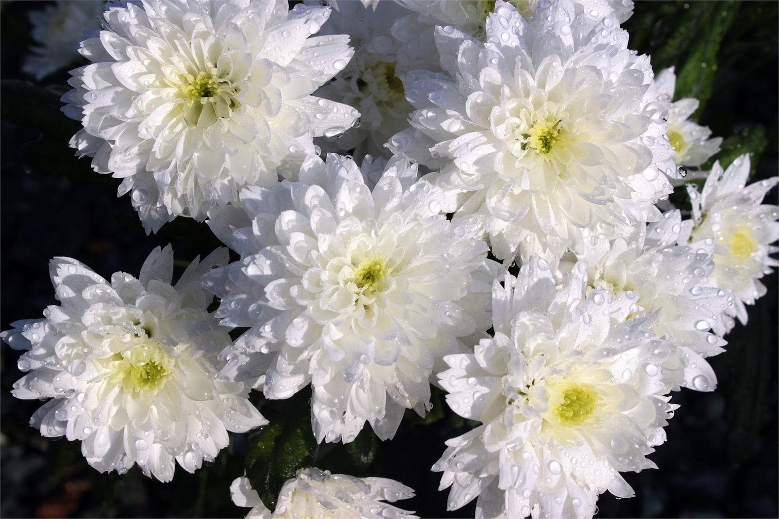 Encargar flores para el Día de Difuntos en Ferrol