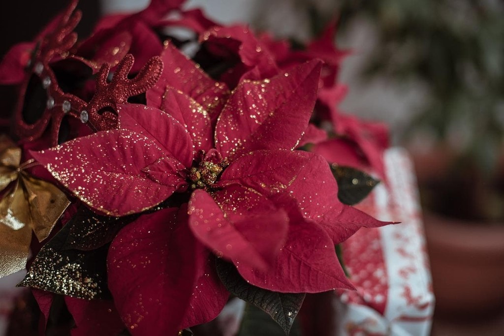 Consejos para que la Flor de Pascua aguante una larga temporada