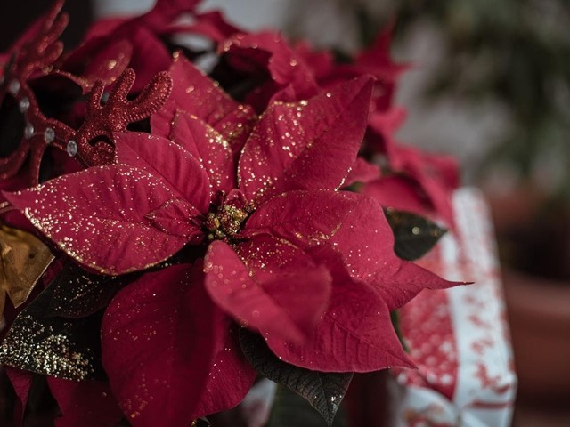 Consejos para que la Flor de Pascua aguante una larga temporada