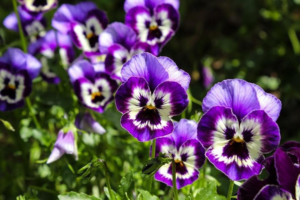 ¿Cuáles son las flores del invierno?