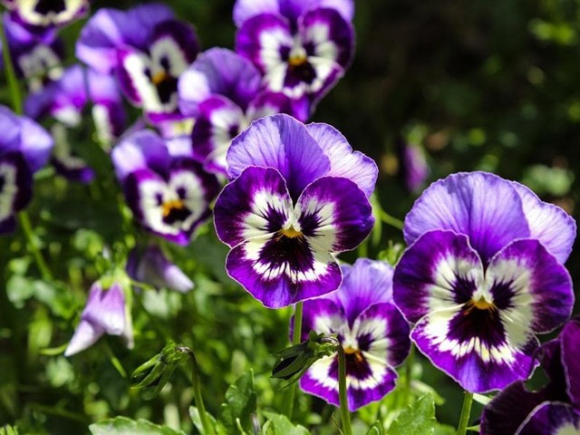 ¿Cuáles son las flores del invierno?