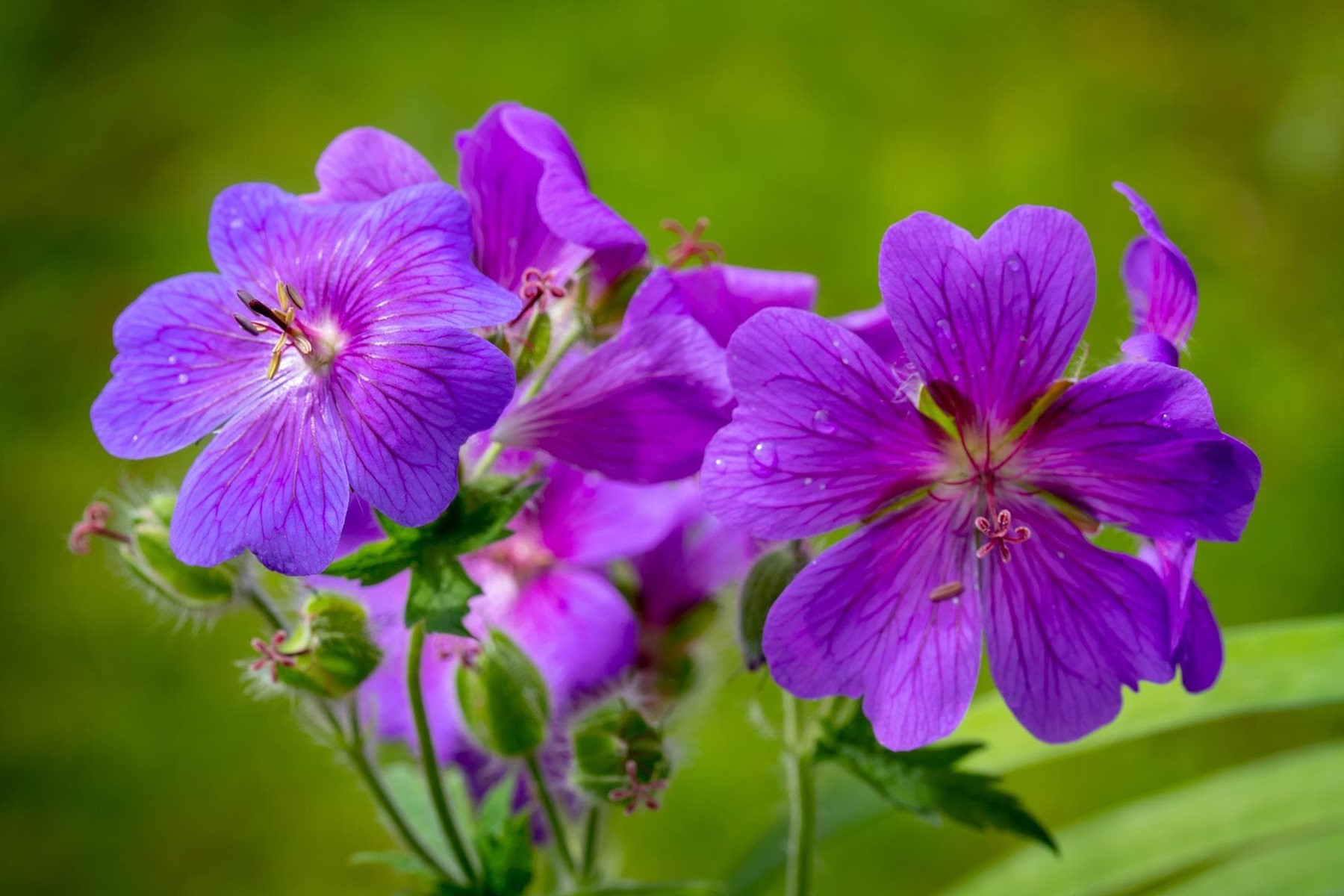 Demos la bienvenida al verano con flores