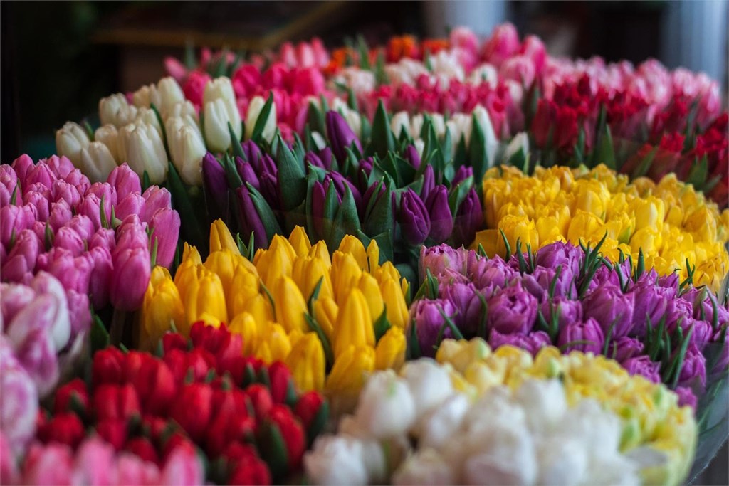 El mes de las flores: ¿cuáles son las más típicas en mayo?