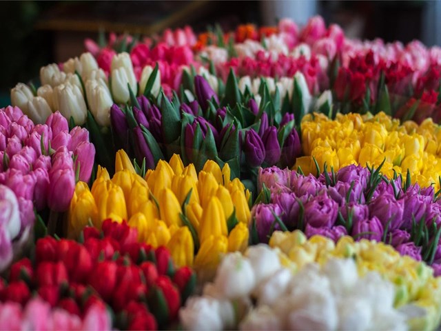 El mes de las flores: ¿cuáles son las más típicas en mayo?