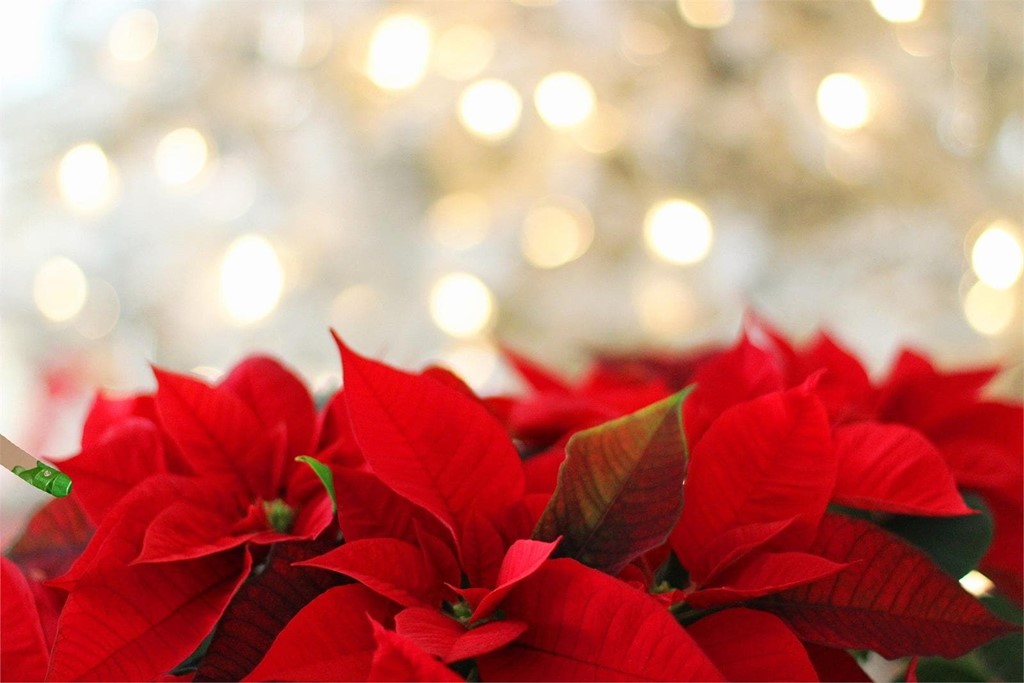 ¡Esta Navidad decore con flores!