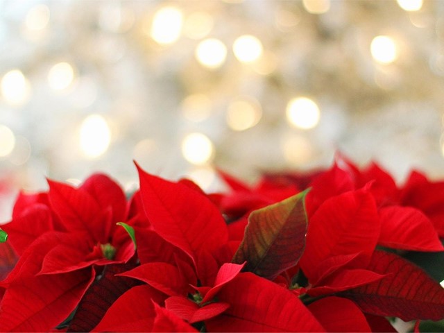 ¡Esta Navidad decore con flores!