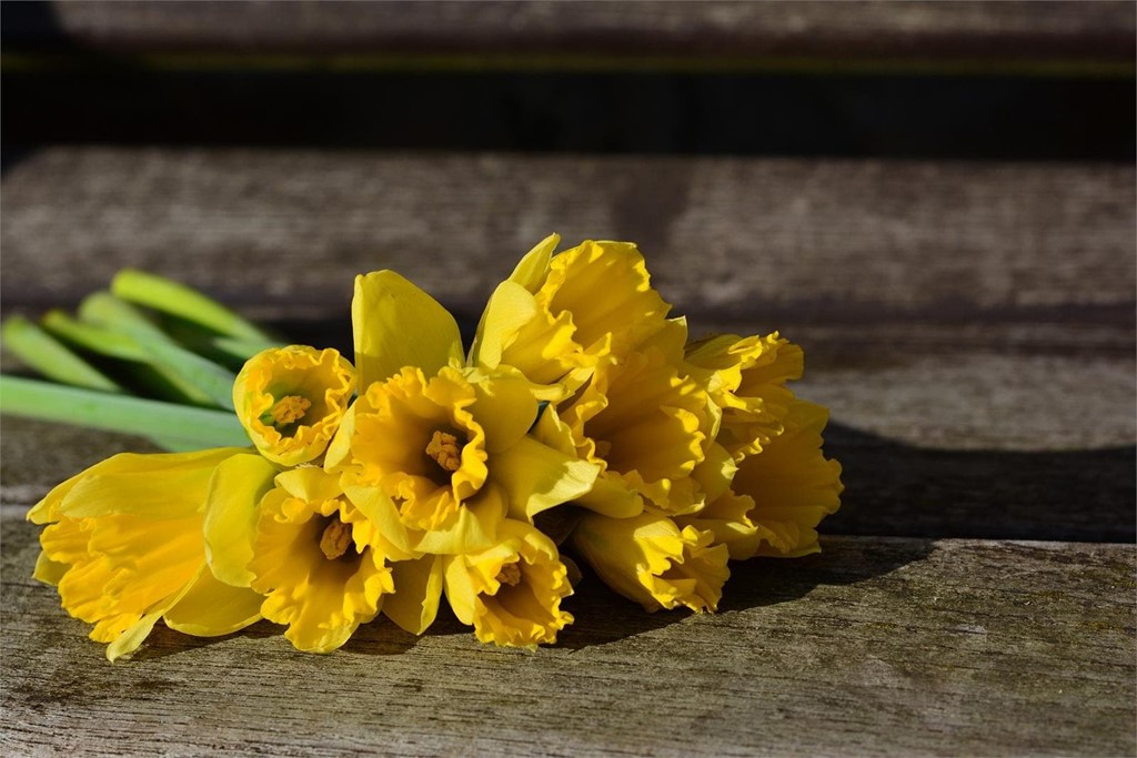 Mayo, mes de las flores: ¿cuáles regalar?