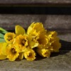 Mayo, mes de las flores: ¿cuáles regalar?