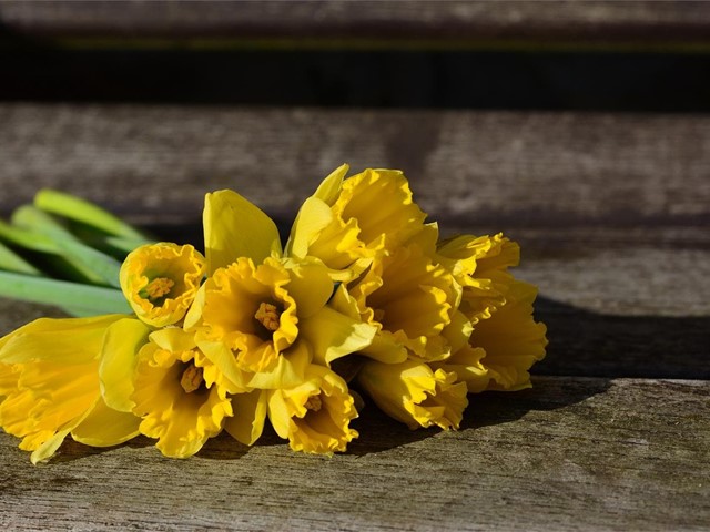 Mayo, mes de las flores: ¿cuáles regalar?