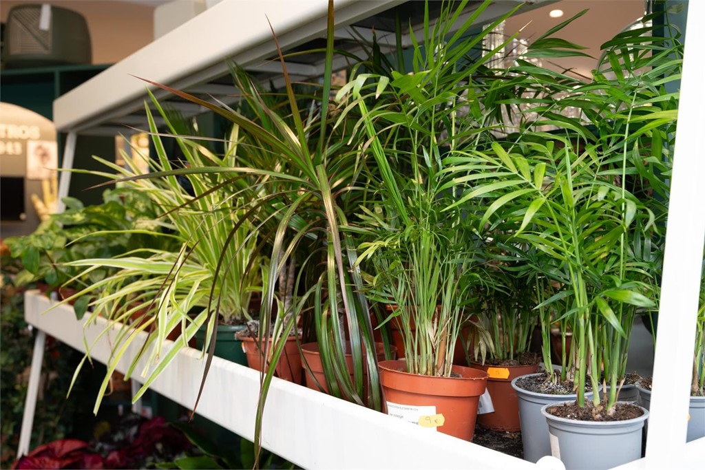 Mejores plantas contra los mosquitos