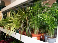 Mejores plantas contra los mosquitos