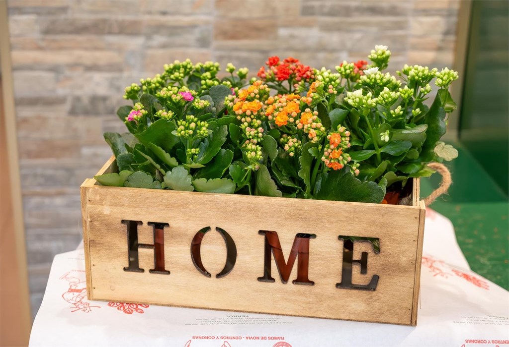 Mis plantas tienen hojas amarillas y mustias, ¿cómo puedo revivirlas?