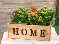 Mis plantas tienen hojas amarillas y mustias, ¿cómo puedo revivirlas?