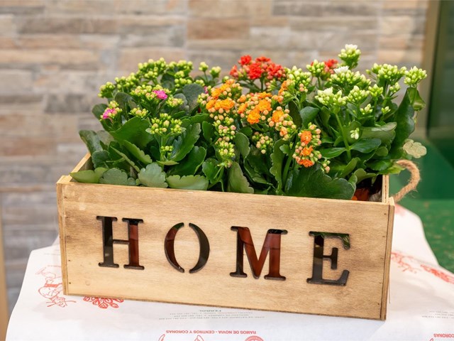 Mis plantas tienen hojas amarillas y mustias, ¿cómo puedo revivirlas?