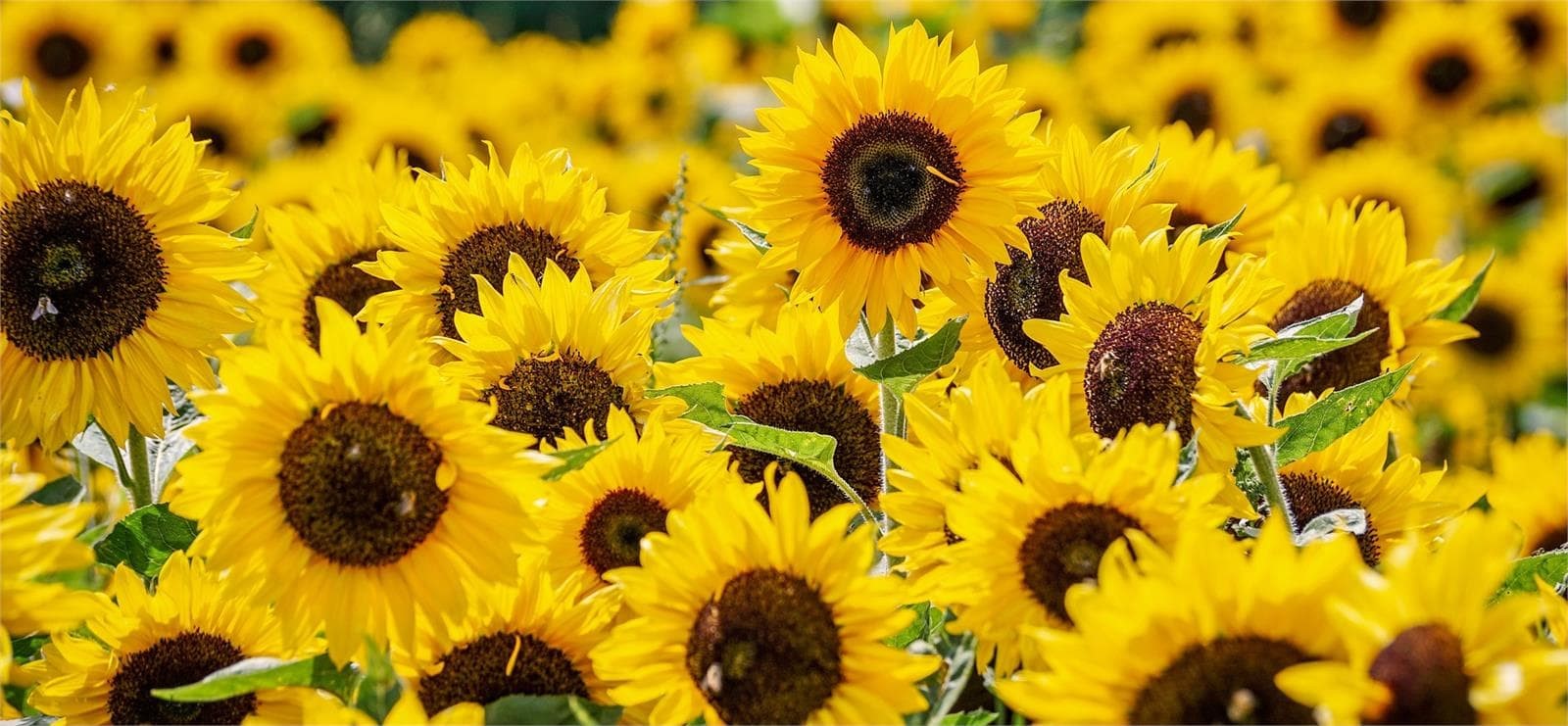 ¿Qué flores nos acompañarán este julio? - Imagen 1