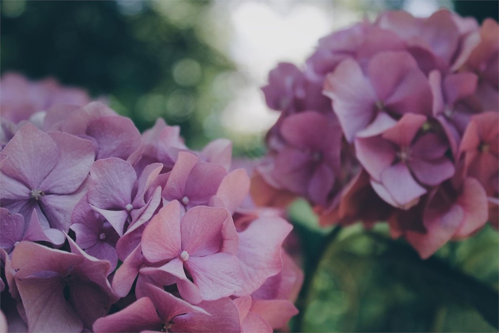 ¿Qué flores ponen el color este otoño?