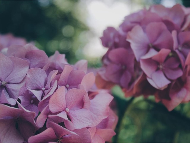 ¿Qué flores ponen el color este otoño?