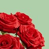¿Qué flores regalar en San Valentín?