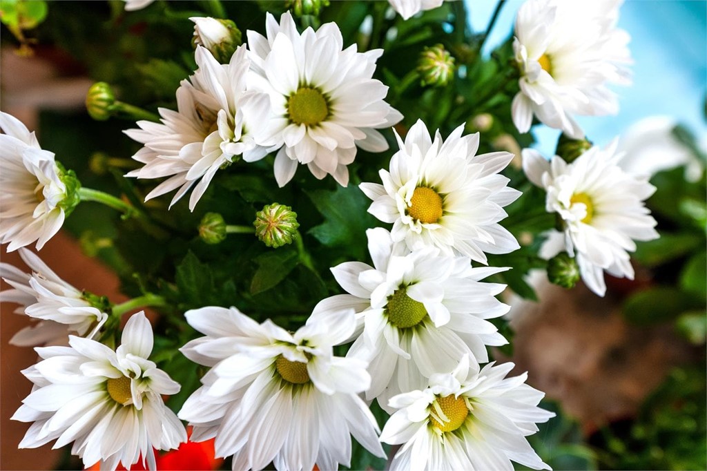 ¿Qué flores son las más resistentes al calor?