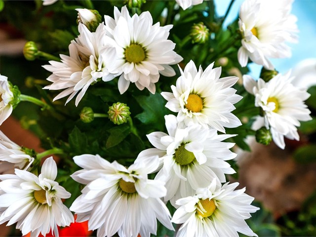 ¿Qué flores son las más resistentes al calor?