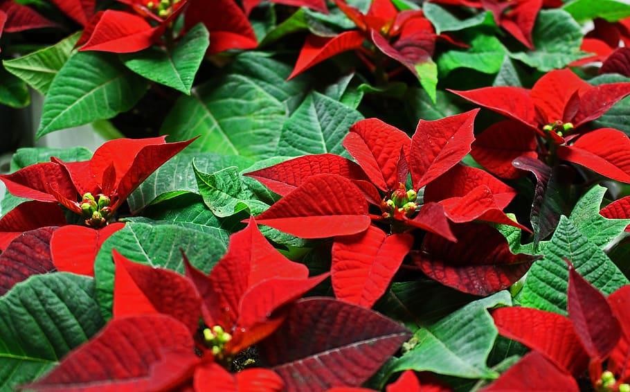 Regale flores de pascua estas Navidades