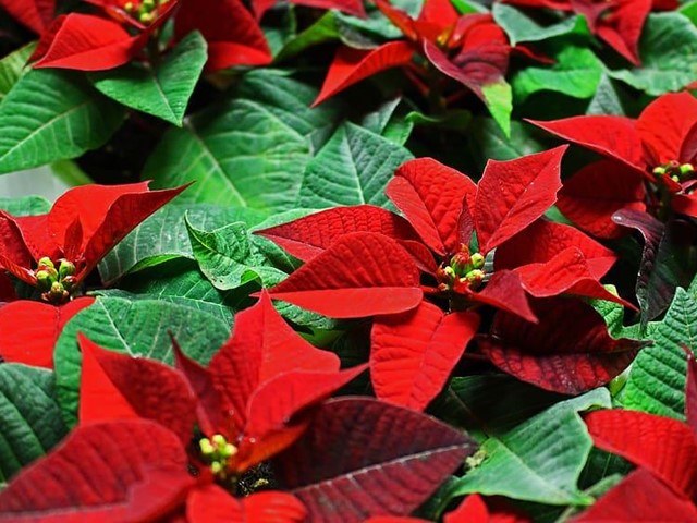 Regale flores de pascua estas Navidades