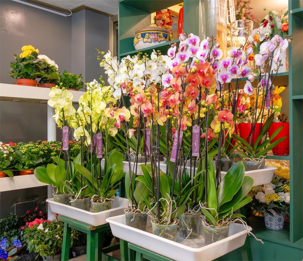 ¿Se va de vacaciones? Acuérdese de regar sus flores