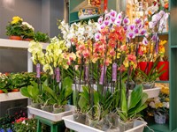 ¿Se va de vacaciones? Acuérdese de regar sus flores