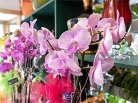 Trucos y consejos para conservar sus flores durante más tiempo